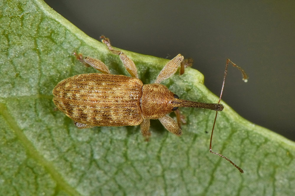 Curculionide di ospedale. - Dorytomus cf. filirostris